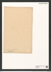 Chaetoceros wighamii Brightw. (de-Toni-Nr.: Genus 149, Species 4105) Zeichnungen Sammlung Grunow (NHMW-BOT-W0376822)